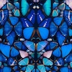 Blue butterfly wings painting